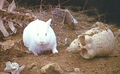 Thumbnail for version as of 11:35, 26 January 2023
